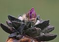 Ariocarpus scapharostrus (10264186863)