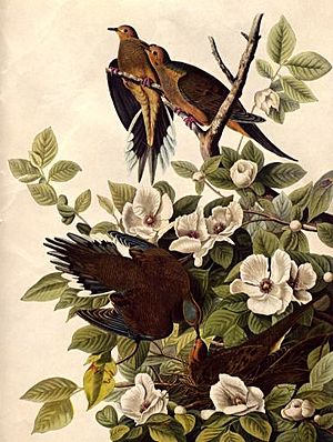 Archivo:Audubon carolina pigeon