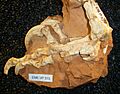 Balaur bondoc foot
