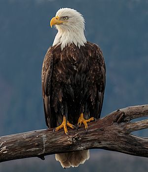 Bald Eagle (Haliaeetus leucocephalus) Kachemak Bay, Alaska.jpg