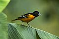 Baltimore Oriole - La Cinchona - Costa Rica S4E0138 (26664304961)