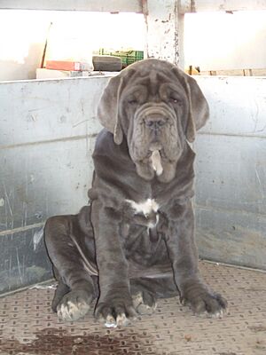 Archivo:Blue Neo puppy at 10 weeks old