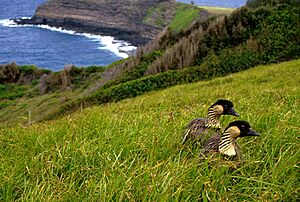 Archivo:Branta sandvicensis pair Kilauea Point National Wildlife Refuge