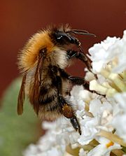 Archivo:Bumblebee closeup