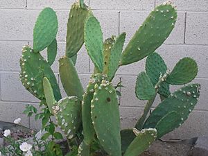 Archivo:Captive Prickly Pear