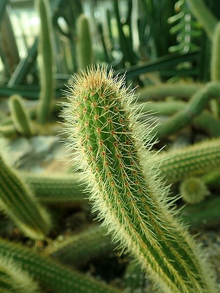 Cleistocactus samaipatanus 2020-02-08 7877
