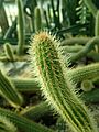 Cleistocactus samaipatanus 2020-02-08 7877