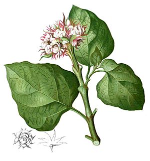 Archivo:Clerodendrum chinense Blanco1.222-cropped