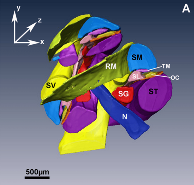 Coclea 3D