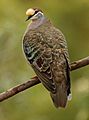 Common bronzewing kobble05