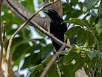 Archivo:Compsothraupis loricata Scarlet-throated Tanager (female); Januária, Minas Gerais, Brazil