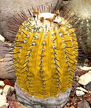 Archivo:Copiapoa cinerea Gold