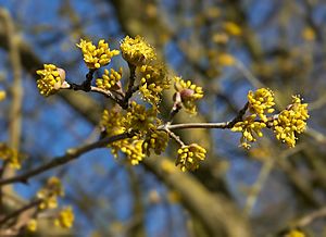 Archivo:Cornus mas F