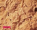 Crinoids01