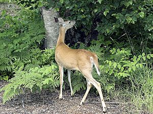 Archivo:Deer-Eating