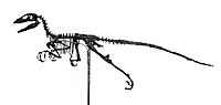 Archivo:Deinonychus antirrhopus complet