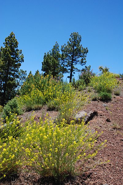 Descurainia gilva habitat