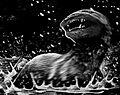 Dobhar-chu encounter