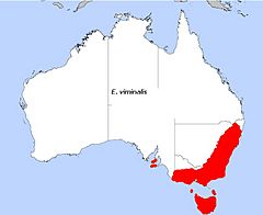 Distribución natural de Eucalyptus viminalis en Australia