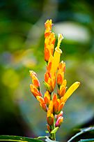 Archivo:El Yunque Rainforest flower 05