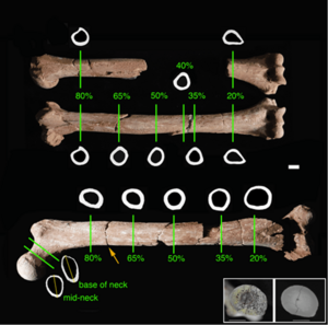 Archivo:Esqueleto Lucy Femur Humero