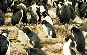 Archivo:Eudyptes chrysocome rookery 3