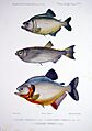 F de Castelnau-poissonsPl37
