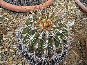 Archivo:Ferocactus alamosanus
