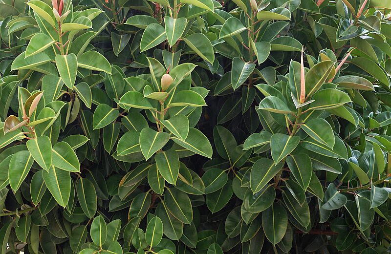 Ficus November 2008-1