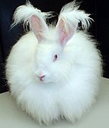 Fluffy white bunny rabbit