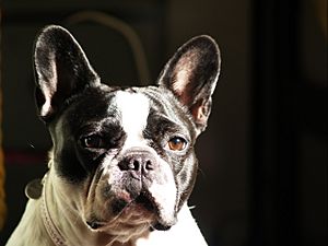 Archivo:French Bulldog blackandwhite portrait