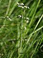 Galium harcynicum