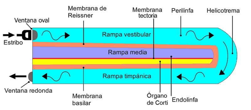 Helicotrema 2
