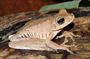 Archivo:Hypsiboas pugnax01a