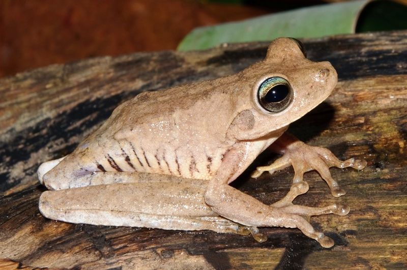 Hypsiboas pugnax01a
