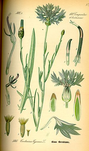 Illustration Centaurea cyanus0.jpg