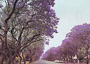 Archivo:Jacaranda trees in Montagu Ave, Harare, Zimbabwe in 1975