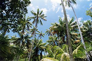 Archivo:KentiaPalms LordHoweIsland
