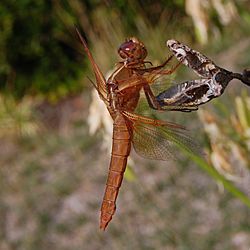 Libellula saturata-Female-10.jpg