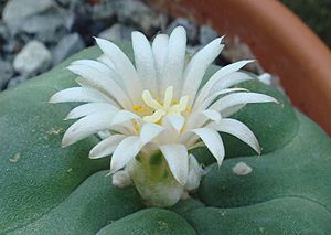 Archivo:Lophophora diffusa Bloom (705574126)
