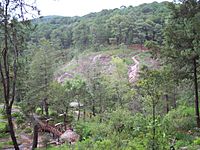Bosque de Mzamitla