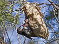 Mistletoebird0696e