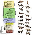 MustelidaePhylogeneticTree