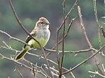 Archivo:Northern Scrub Flycatcher