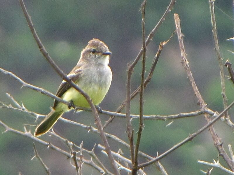 Northern Scrub Flycatcher