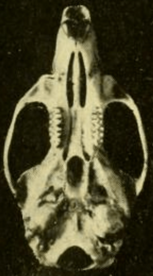 Archivo:Oryzomys couesi aquaticus ventral
