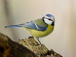 Archivo:Parus caeruleus1