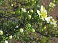 Purshia mexicana (7612613108)