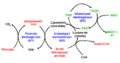 Pyruvate dehydrogenase mechanism