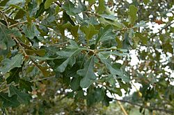 Quercus Boyntonii.jpg